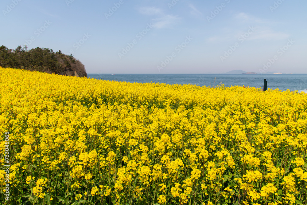 Field of yellow canola flowers at the seaside Field of yellow canola flowers at the seaside