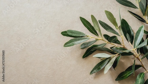 minimalistic nature concept with copy space elegant olive tree leaves on neutral soft pastel beige wall copy space image place for adding text or design