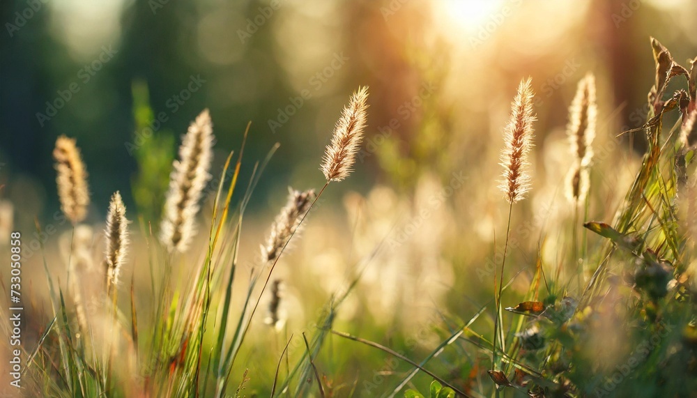 wild grass in the forest meadow at sunset macro image wild grass in the forest meadow at sunset macro image