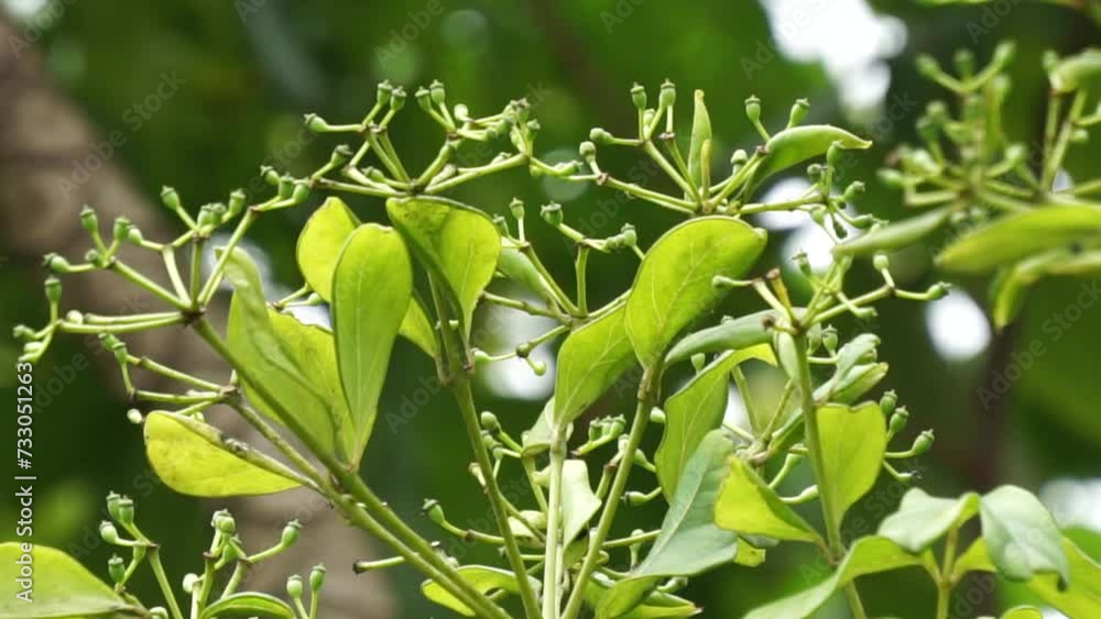 Phellodendron Amurense (Amur Cork Tree) Seeds – Unbranded