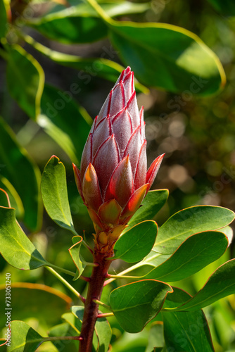 Bud of king protea (protea cynaroides), cultivar Little Prince, in sunlight photo