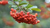 scarlet firefly pyracantha coccinea a deciduous shrub of the rosaceae family a thorny evergreen with red fruits in a natural habitat on a blurred background