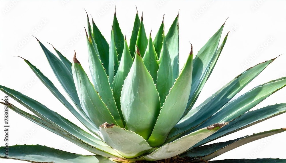 agave plant isolated on white background png file agave plant isolated on white background png file