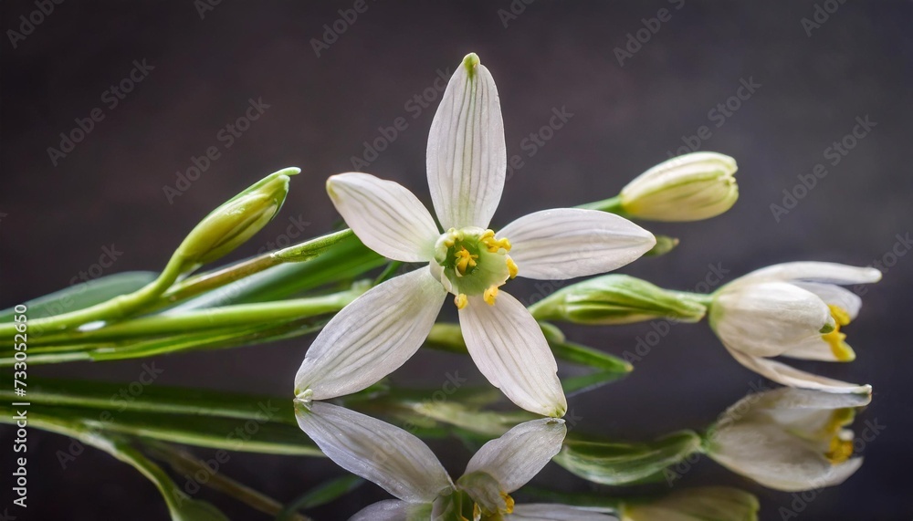 Obraz premium few eucharis flowers and unopened buds on dark background close up view
