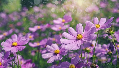 beautiful purple colored flower background