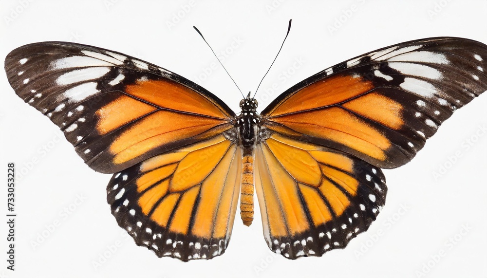 Obraz premium butterfly isolated on white background