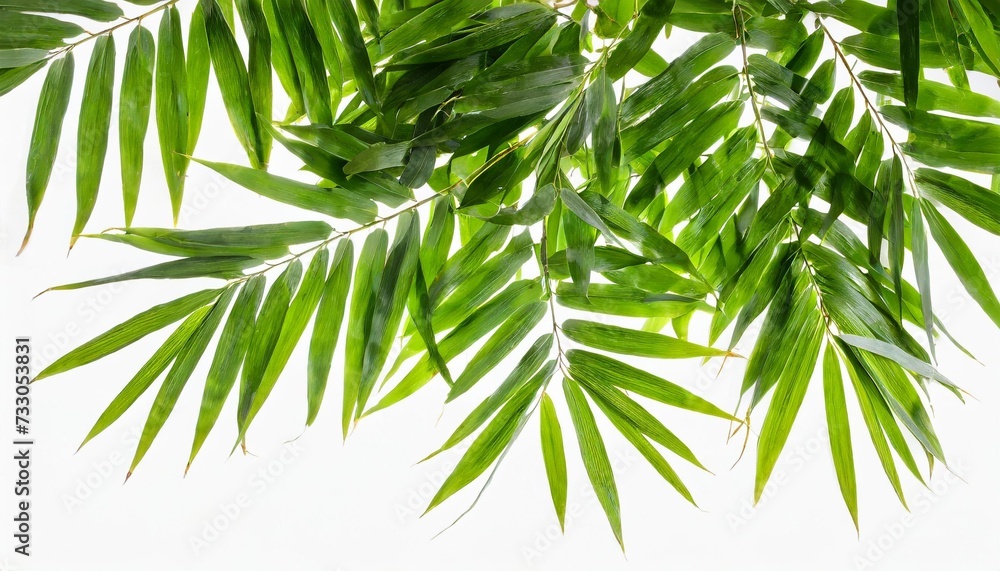 Obraz premium green bamboo leaves isolated on white background
