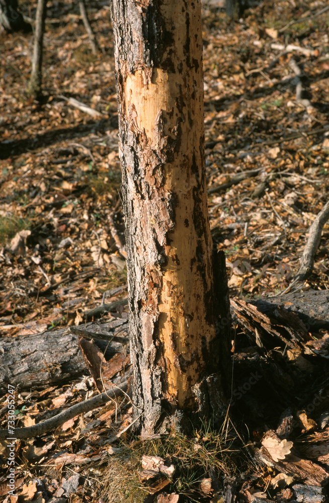 Cerf élaphe, Cervus elaphus, arbre mangé par des cervidés