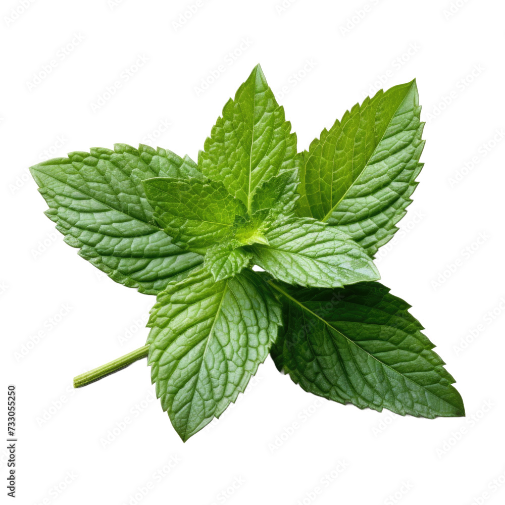 mint leaf PNG , transparent background mint leaf PNG , transparent background