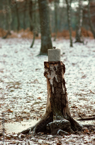 pierre à sel , Cerf élaphe, hiver, neige, Cervus elaphus, Forêt de Rambouillet, Yveline,, France