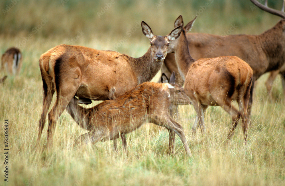 Cerf élaphe, biche, faon, Cervus elaphus Cerf élaphe, biche, faon, Cervus elaphus