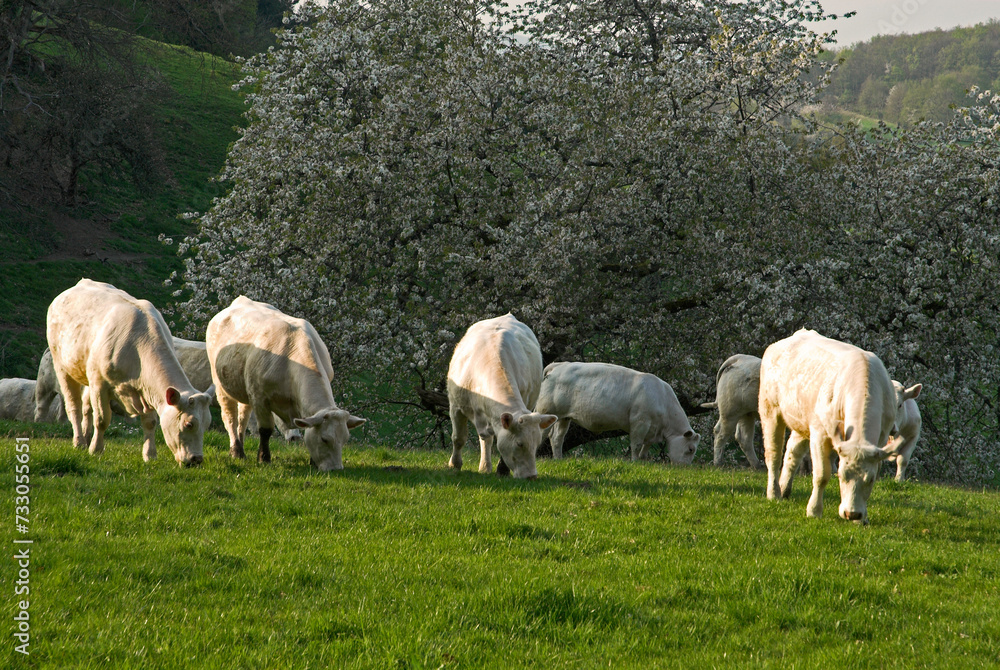 Vache, race charolaise, Parc naturel régional du Morvan, 58, Nièvre, France Vache, race charolaise, Parc naturel régional du Morvan, 58, Nièvre, France