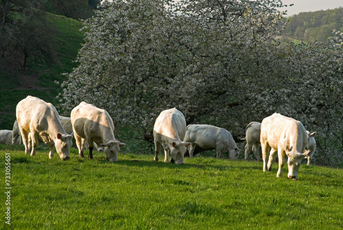 Vache, race charolaise, Parc naturel régional du Morvan, 58, Nièvre, France
