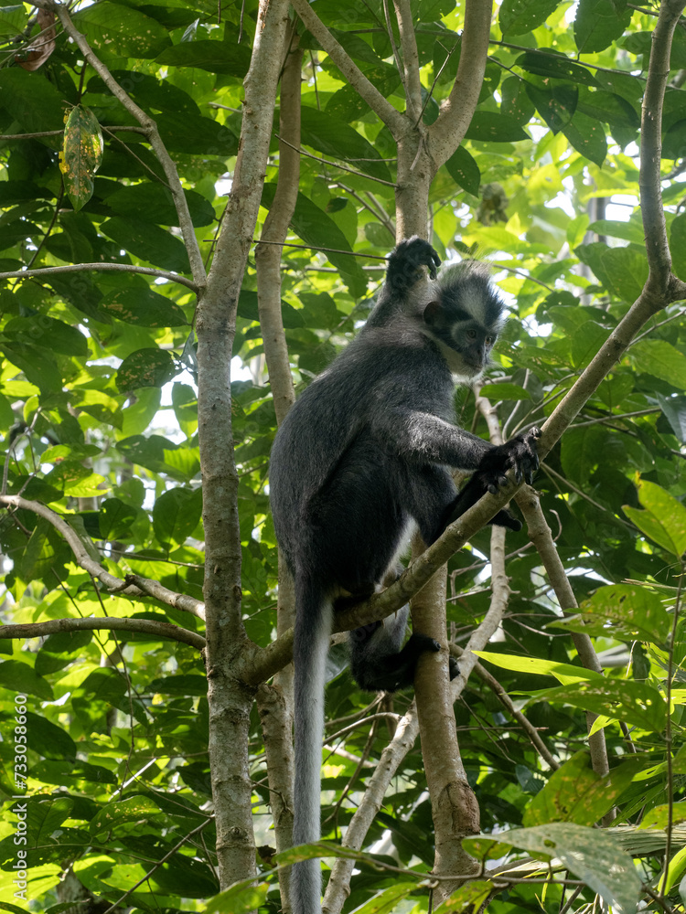 Fototapeta premium Thomas' langur, Presbytis thomasi, sits on a tree in Gunung Leuser National Park Sumatra, Indonesia