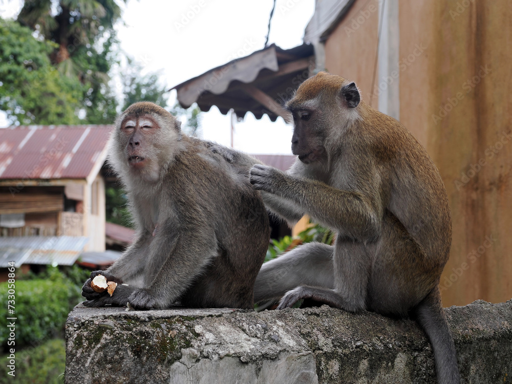 Long-tailed Macaque, Macaca fascicularis, picking each other's fur, Sumatra, Indonesia
