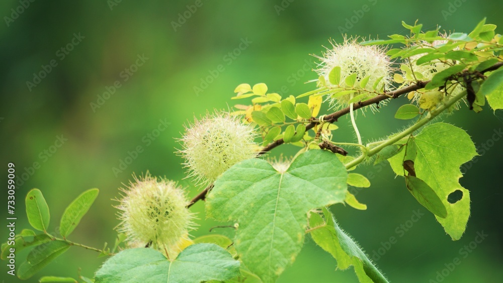 Passiflora foetida (Also called Passiflora foetida, stinking passionflower, wild maracuja, bush passion fruit) with a natural background. It used to treatment for itching and coughs