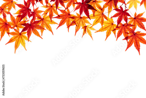 紅葉したモミジの葉