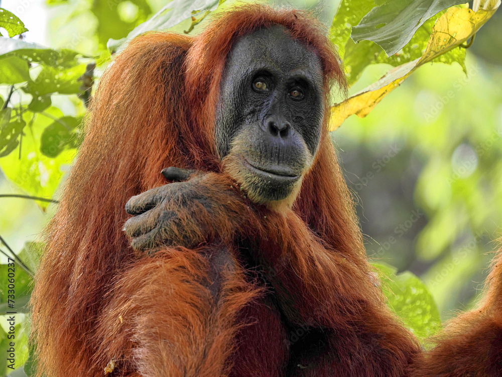 Portrait of a female wild Sumatran Orangutan, Pongo abelii, in the rainforest, Gunung Leuser National Park, Sumatra Portrait of a female wild Sumatran Orangutan, Pongo abelii, in the rainforest, Gunung Leuser National Park, Sumatra