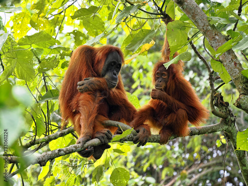 Female Sumatran Orangutan  Pongo abelii  with cub sitting on a branch  Gunung Leuser National Park  Sumatra