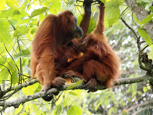 Female Sumatran Orangutan, Pongo abelii, with cub sitting on a branch, Gunung Leuser National Park, Sumatra