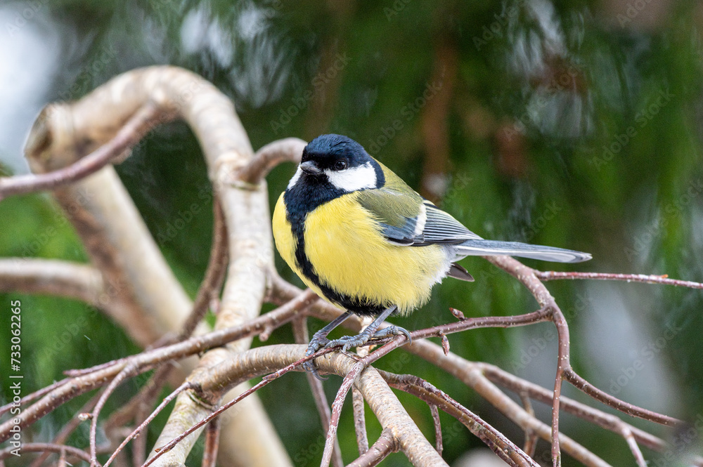Fototapeta premium sikorka bogatka (Parus major) siedzi na gałęzi