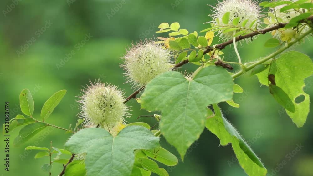 Passiflora foetida (Also called Passiflora foetida, stinking passionflower, wild maracuja, bush passion fruit) with a natural background. It used to treatment for itching and coughs Passiflora foetida (Also called Passiflora foetida, stinking passionflower, wild maracuja, bush passion fruit) with a natural background. It used to treatment for itching and coughs