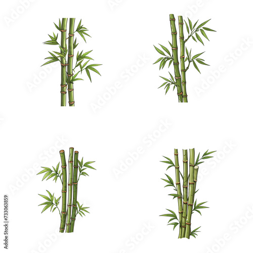 Bamboo vector illustration isolated on white background.  