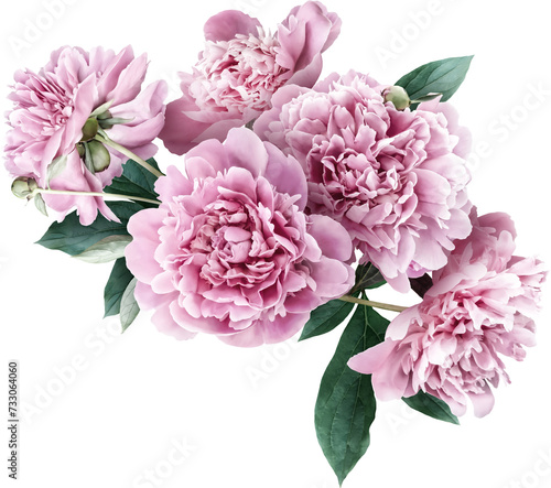 Pink peony isolated on a transparent background. Png file.  Floral arrangement  bouquet of garden flowers. Can be used for invitations  greeting  wedding card.