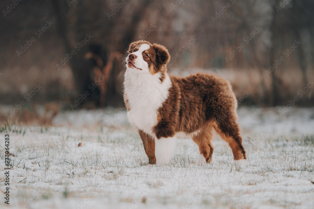 Happy Australian Shepherd running on a snowy field Happy Australian Shepherd running on a snowy field