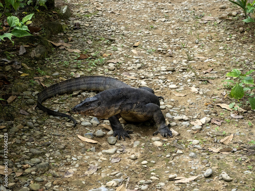 Large Varanus salvator  Water monitor  moves between bungalows Sumatra  Indonesia