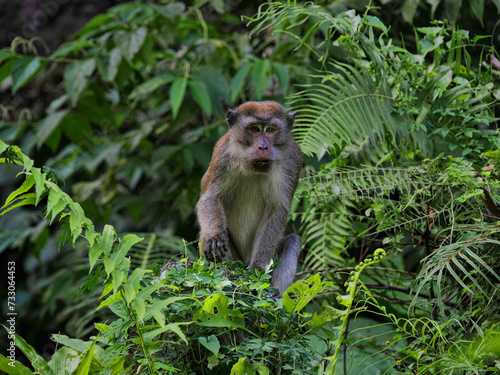 Angry male Long-tailed Macaque  Macaca fascicularis  sitting in dense vegetation  Sumatra  Indonesia