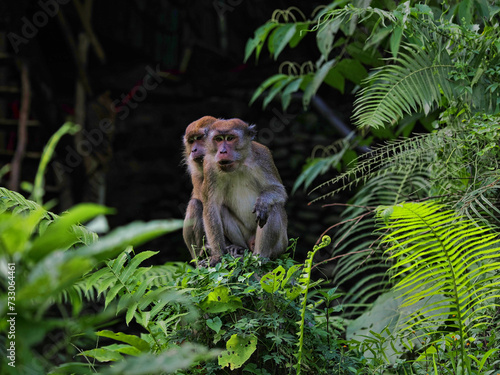 Pair of Long-tailed Macaque, Macaca fascicularis, with cub sitting in in dense vegetation, Sumatra, Indonesia