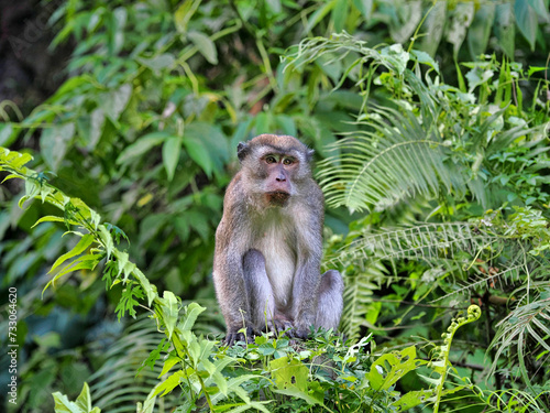 Angry male Long-tailed Macaque, Macaca fascicularis, sitting in dense vegetation, Sumatra, Indonesia