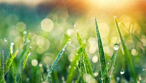 green grass with morning dew at sunrise macro image shallow depth of field beautiful summer nature background