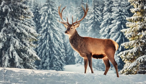 noble deer male in winter snow forest