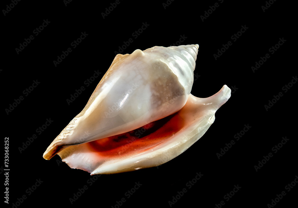 Strombidae Seashell on a black background