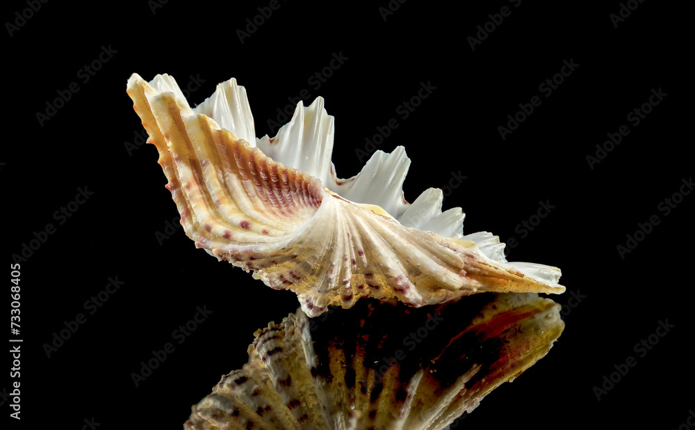Hippopus sea Shell on a black background Hippopus sea Shell on a black background