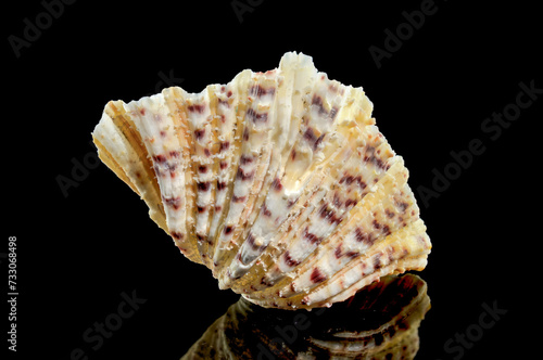 Hippopus sea Shell on a black background photo