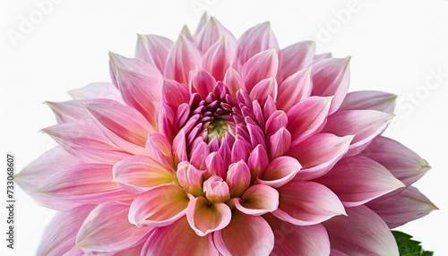 elegant pink dahlia isolated on a white background beautiful head flower spring time summer easter holidays garden decoration landscaping floral floristic arrangement