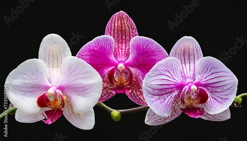 phalaenopsis flowers on isolated background with clipping path closeup for design transparent background nature