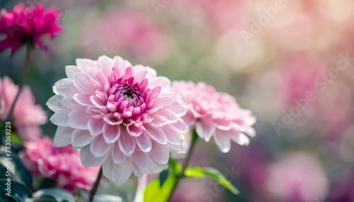 beautiful light pink and magenta flowers on a blurred background natural natural background for a banner