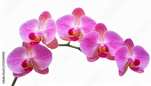 pink orchid flower isolated on white background with clipping path for design