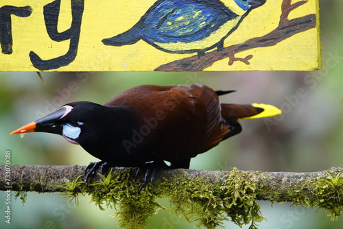 The Montezuma oropendola (Psarocolius montezuma) is a New World tropical icterid bird. Costa Rica. photo