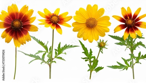 botanical collection four yellow flowers isolated on a white background top view lanceleaf coreopsis sunflower heliopsis helianthoid gaillardia elements for creating collage or design postcards photo