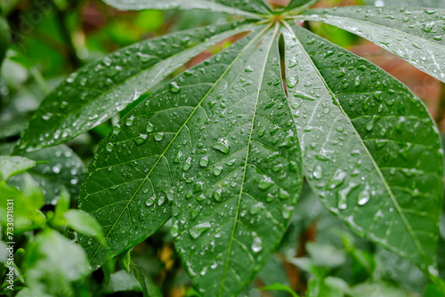 Rain falls on green leaves