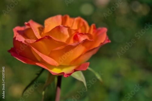 a single orange rose budding on some stems with grass behind it