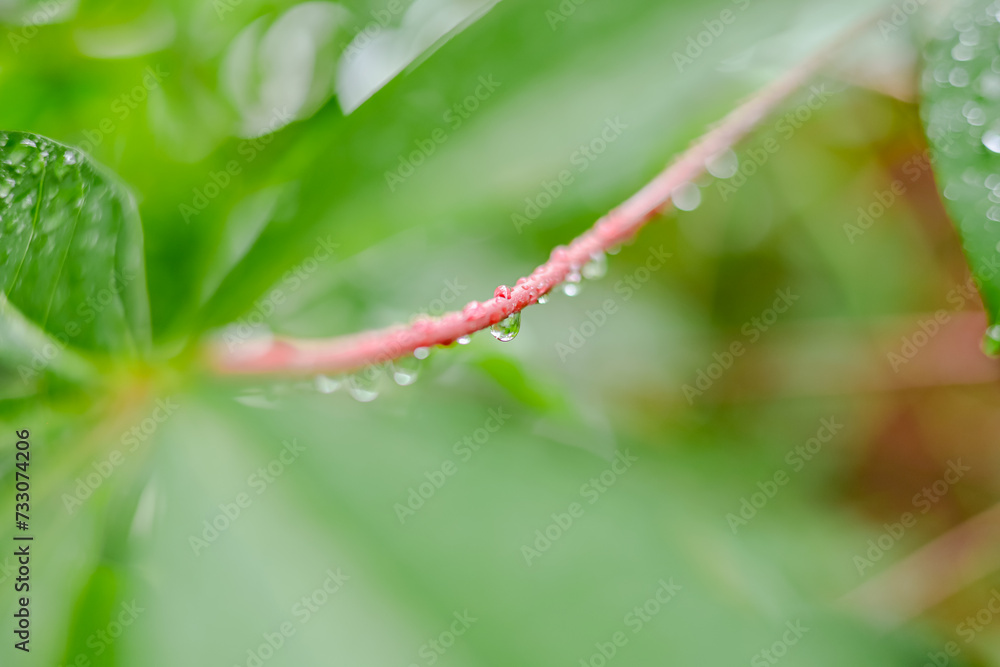 Rain falls on green leaves Rain falls on green leaves