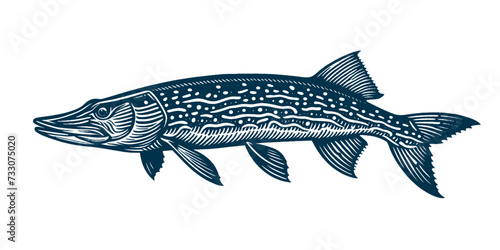 Pike. Vintage woodcut engraving style vector illustration isolated on white.