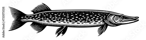 Pike. Vintage woodcut engraving style vector illustration isolated on white.