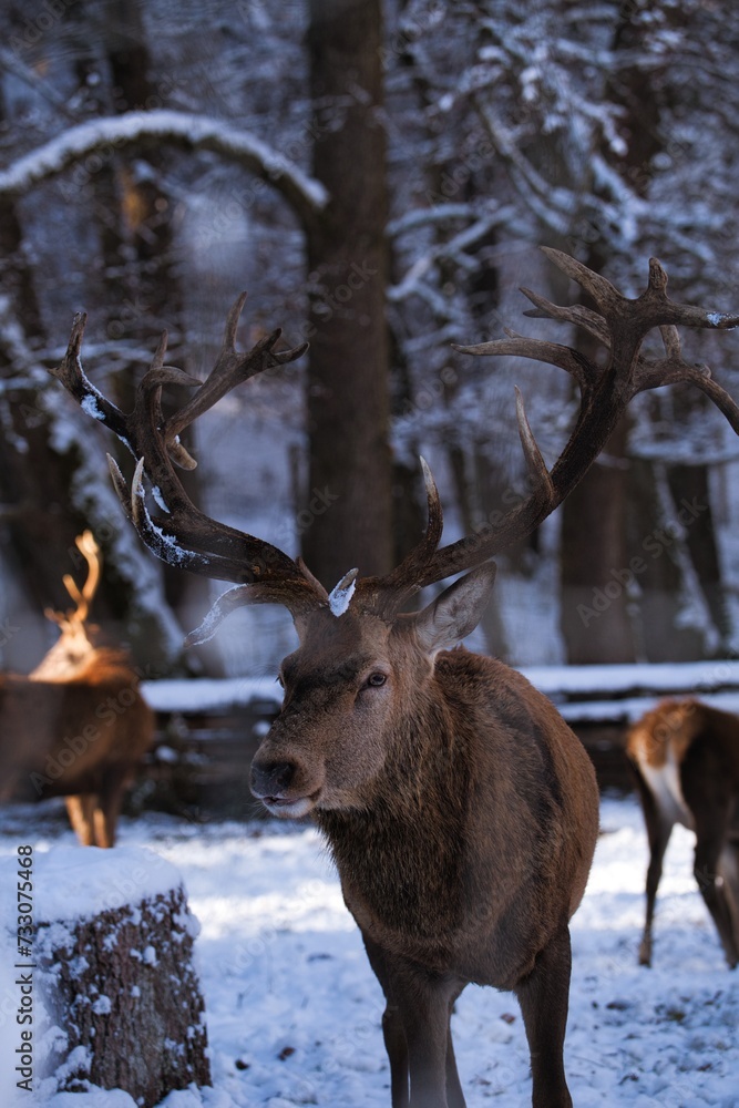 a herd of deer with horns standing in the snow next to a tree a herd of deer with horns standing in the snow next to a tree